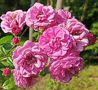 Аллевия