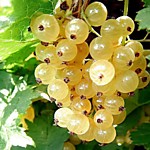 Смородина и Крыжовник