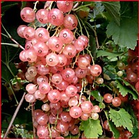 Любава