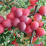 Кубанская комета
