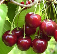 Харитоновская
